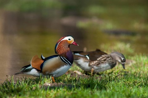 Aix galericulata, mandarin, mandarin duck, anatidae, birds, ducks, ducks, ducks, ducks, female,