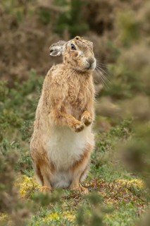 European brown hare (Lepus europaeus) adult animal stretching in grassland, England, United Kingdom