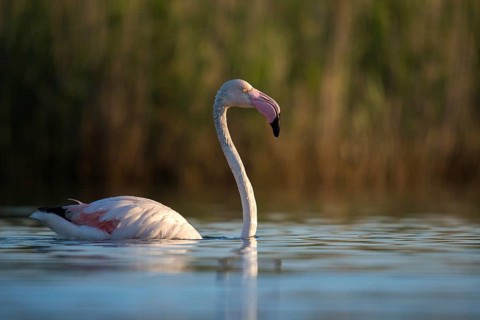 Afro-Asian Greater Flamingo, Eurasian Flamingo, European Flamingo, Granelli, Greater Flamingo,