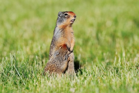 Columbia ground squirrel (Urocitellus columbianus, Spermophilus columbianus), female with young,