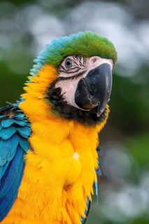 Young Yellow-breasted Macaw (Ara ararauna) in Jomtien, Thailand