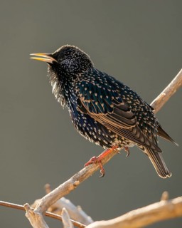 Star, Starling, Sturnus Vulgaris, Birds, High Size, Portrait, Passeri, Songbirds, Birds