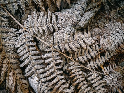 Fern leaves covered with hoarfrost, Sauerland, North Rhine-Westphalia, Germany