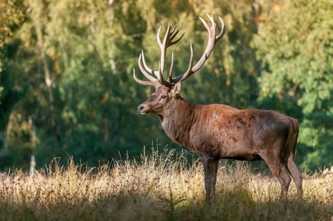 Artiodactyla, Cervus Elaphus, even-toed ungulate, cloven-hoofed, red deer, red deer, deer, mammals,