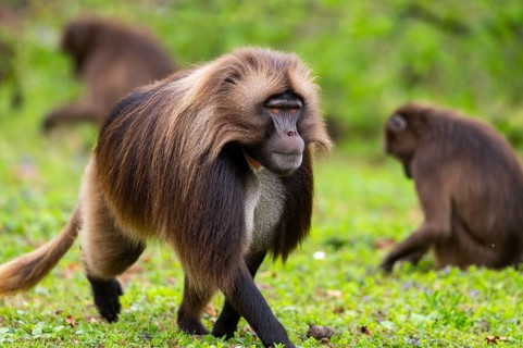 Gelada (Theropithecus gelada) male walking over a meadow, captive, distribution africa
