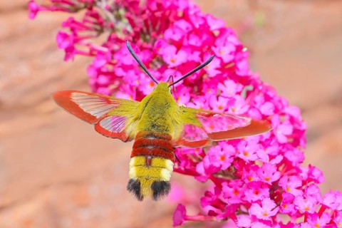 Bumblebee hawk-moth (Hemaris fuciformes), in flight, the bumblebee hawk-moth feeds on nectar from