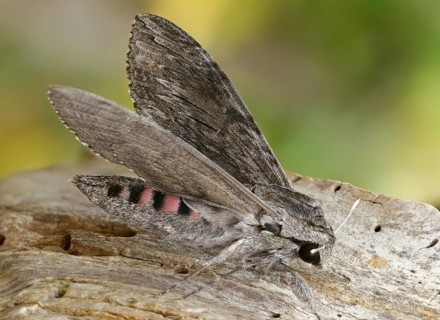 Agrius convolvuli, convolvulus hawk-moth, winch swarmers, insects, moths, moths, butterflies