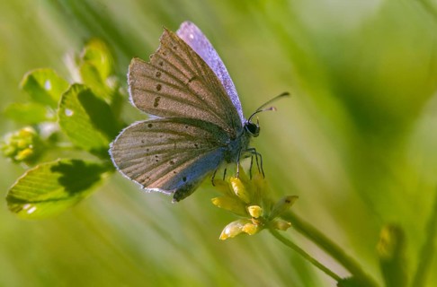 Cyaniris semiargus, mazarine blue, polyommatus semiargus, red clover blue, purple forest blue,