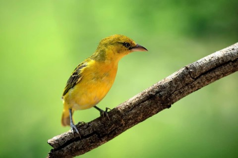 Spectacled Weaver (Ploceus ocularis), adult, female, perched, alert, Kruger National Park, South