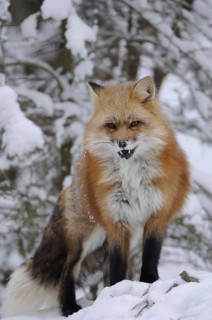 Red fox in the snow