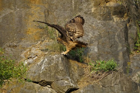 Eurasian Eagle-owl, bubo bubo, quarry in Sauerland, 16.07.2009