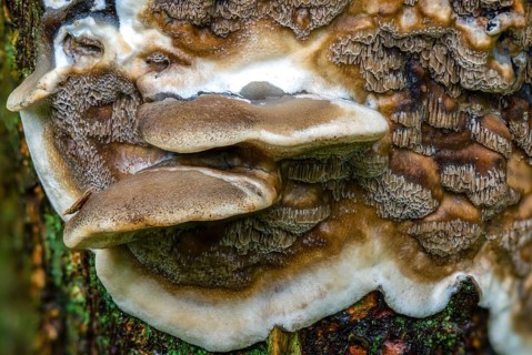 Burnt smoke porling, Bjerkandera adusta, Gloeoporus adustus, Leptoporus adustus, Polyporus crispus,