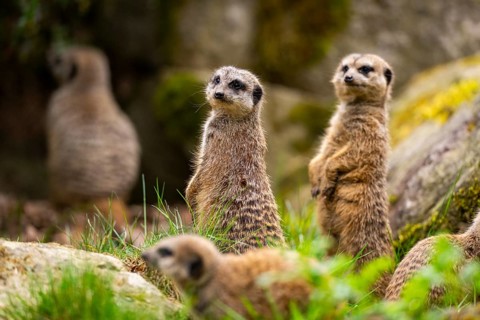Meerkat (Suricata suricatta) standing sweet and curious on a rock, captive, occurrence Africa