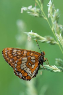 Ash moth, euphydryas maturna, small maybird, maybird, butterfly, high size, portrait format,