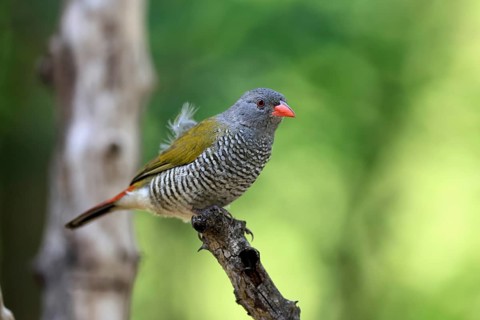 Melba's Bunting (Pytilia melba), adult, female, perched, alert, Kruger National Park, South Africa