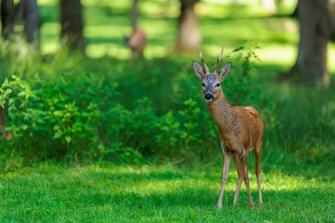 A roe buck (Capreolus capreolus) stands attentively in a green meadow at the edge of the forest on
