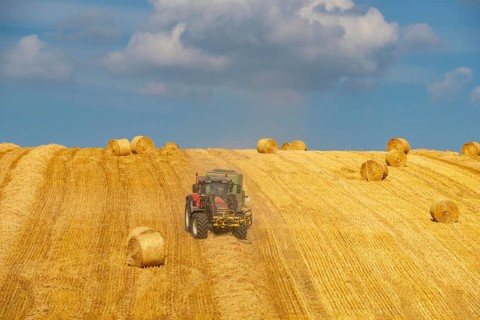 Straw harvest, after harvesting the straw, previously mowed, dried and laid in rows, so-called
