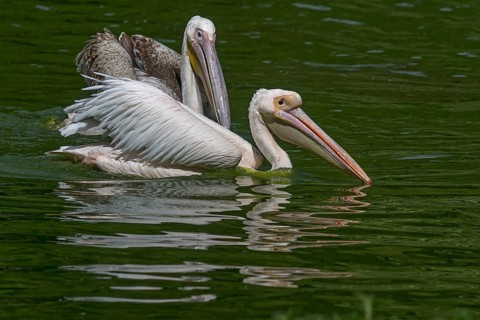 Dalmatian pelicans (Pelecanus crispus), Nuremberg Zoo, Middle Franconia, Bavaria, Germany