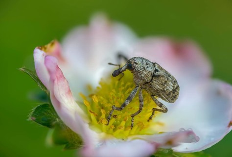 Gasterocercus depressirostris, oak bark weevil, flat nose weevil, beetle, coleoptera, insects,