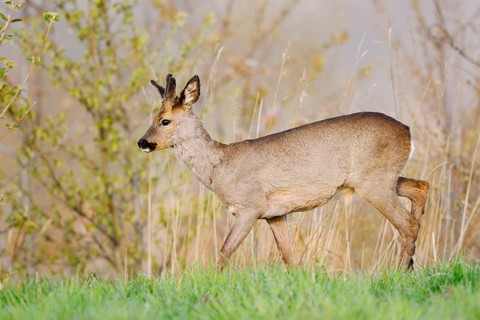 European roe deer (Capreolus capreolus), a roebuck with velvet antlers in spring, North