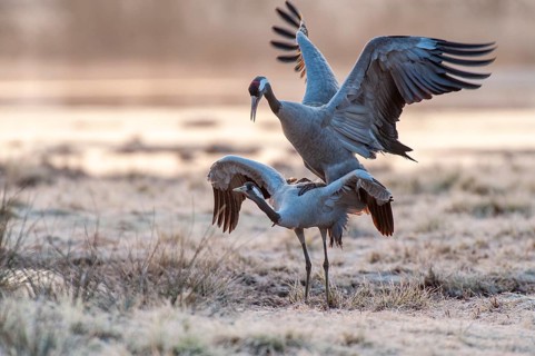 Crane (Grus grus), courtship, crane dance, mating, Fågelsjö, Gävleborg County, Sweden