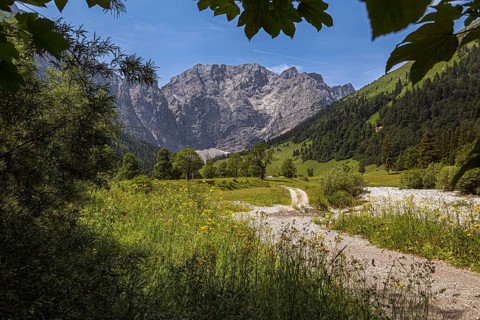 Large maple soil in the Karwendel nature park Park in Rißtal, Hinterriß, Tyrol, Austria