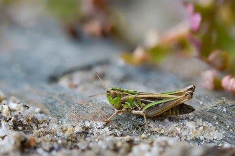 Acrididae, Caelifera, field locust, gomphocerinae, heather grasshopper, short feeler, stenobothrus