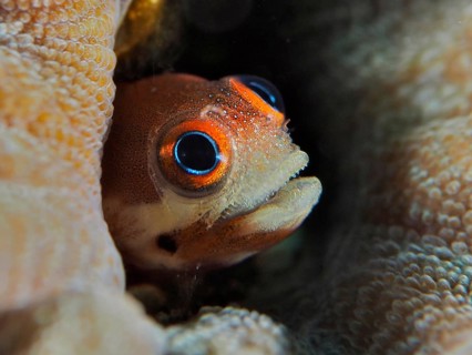 Orange-coloured blenny, Rivasi's blenny (Acanthemblemaria rivasi) with large eyes, hiding amongst