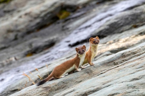 Animals, mammals, stoat, two stoats (Mustela erminea), South Tyrol, Italy, South Tyrol, Alps, Italy