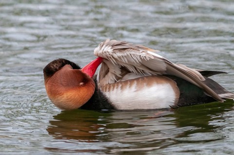 Common duck, netta rufina, red-crested pochard, anatidae, birds, ducks, ducks, ducks, male, birds,
