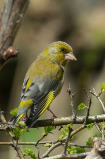 Carduelis chloris, chloris chloris, greenfinch, greenfinch, greenfinch, birds, high size, portrait