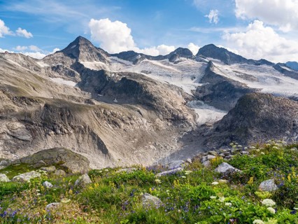 Glaciated summit of the Großer Geiger, Kleiner Maurerkeeskopf on the right, flowers in front,