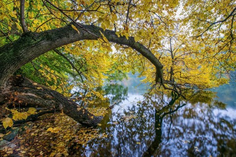 Autumn on the banks of Schmale Luzin, lake in Mecklenburg-Western Pomerania, Feldberg Lake