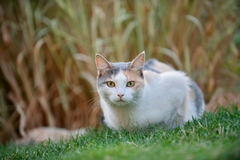 Domestic cat, tortoiseshell cat lying in a meadow, North Rhine-Westphalia, Germany