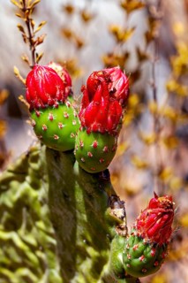 Close-up of a green cactus with several red buds in its natural habitat: the true prickly pear in