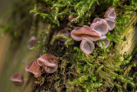 Auricularia auricula judae, auricularia sambucina, black fungus, Chinese morel, hirneola auricula