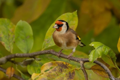 European goldfinch (Carduelis carduelis) adult garden bird in a magnolia tree with autumn colour