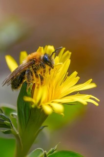Andrena bicolor, Andrena Gwynan, Gwynne's mining bee, hymenoptera, sand bee, bicolor sand bee,