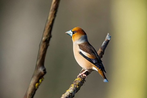 Hawfinch (Coccothraustes coccothraustes) Germany