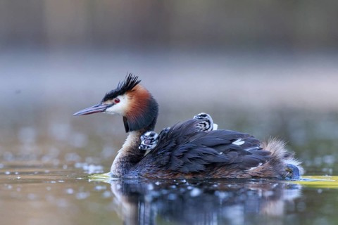 Great Crested Grebe (Podiceps cristatus) with chicks, North Rhine-Westphalia, Germany