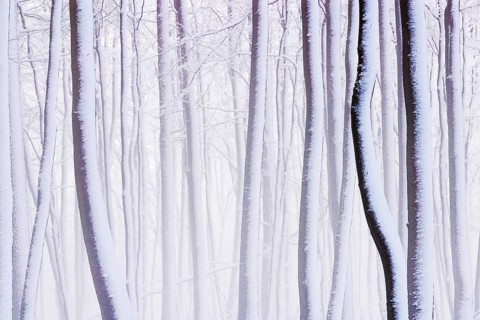 Beech forest in winter, Germany