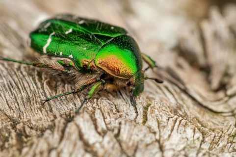 Cetonia aurata, common rose beetle, shiny golden rose beetle, rose chafer, rose beetle, Sweden,