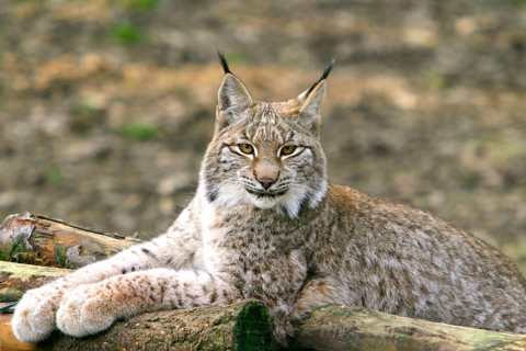 Animals, Mammals, Portrait of an Eurasian lynx (Lynx lynx), lynx, resting, autumn, Bavarian Forest