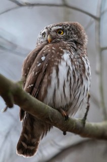 Glaucidium passerinum, pygmy owl, birds, owls, high size, portrait, owls, strigiforms, birds