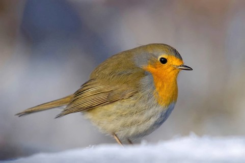 Robin - Robin - Erithacus rubecula, Germany