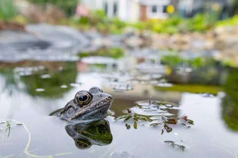 Common frog (Rana temporaria) adult amphibian on the water surface of an urban garden pond with a