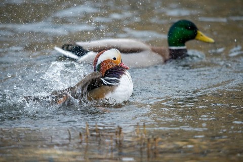 Aix galericulata, mandarin, mandarin duck, anatidae, bath, birds, ducks, ducks, ducks, ducks, male,