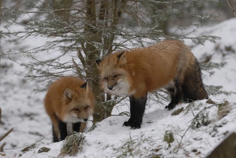 Red fox in the snow
