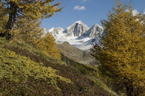 Autumn larches in front of Larix decidua mountain panorama, Pfossen Valley, South Tyrol, Italy
