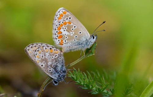 Common blue, common blue, crested blue, polyommatus icarus, blue, butterfly, insects, copula,